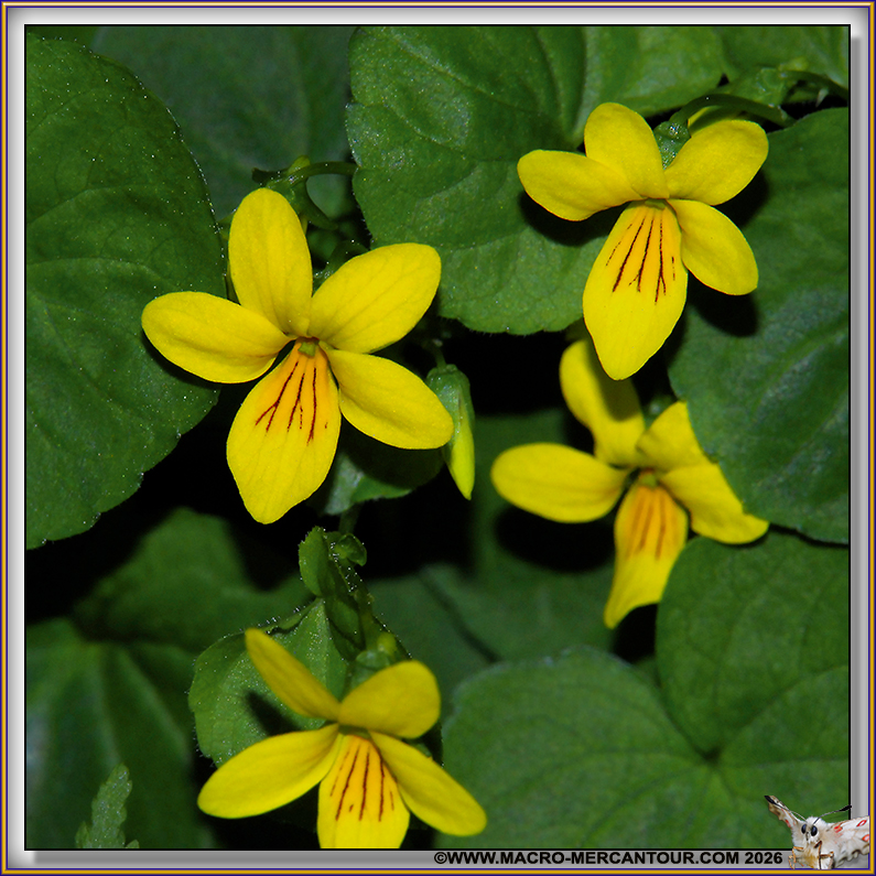 Viola biflora